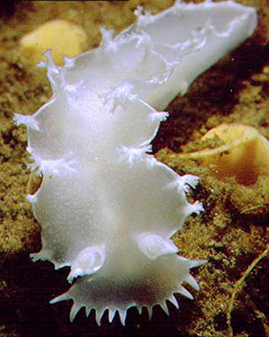 Tritonia challengeriana